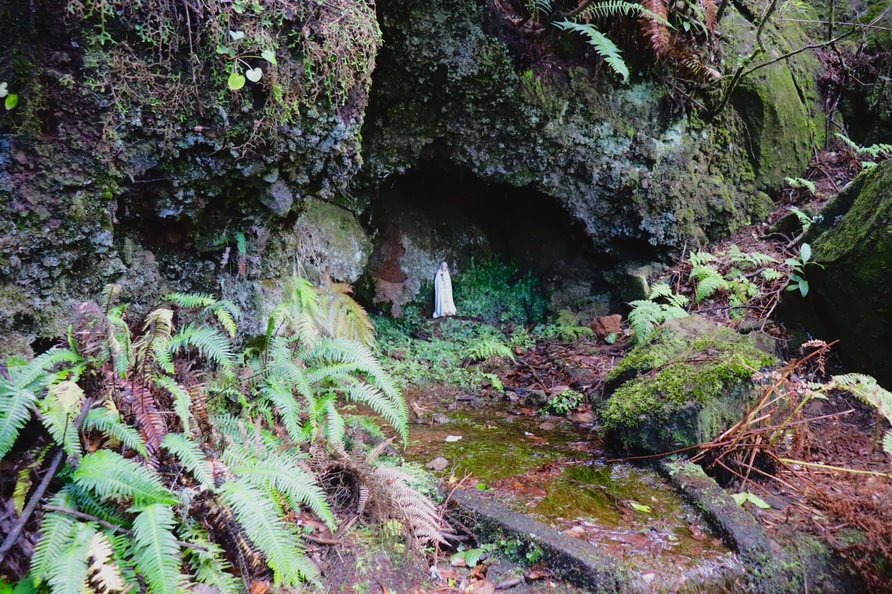 Levada do Alecrim detail