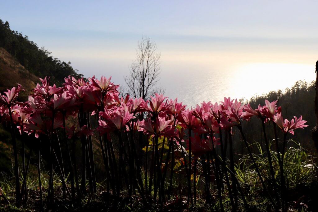 Flowers in Madeira