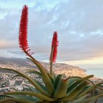 new-years-eve-madeira