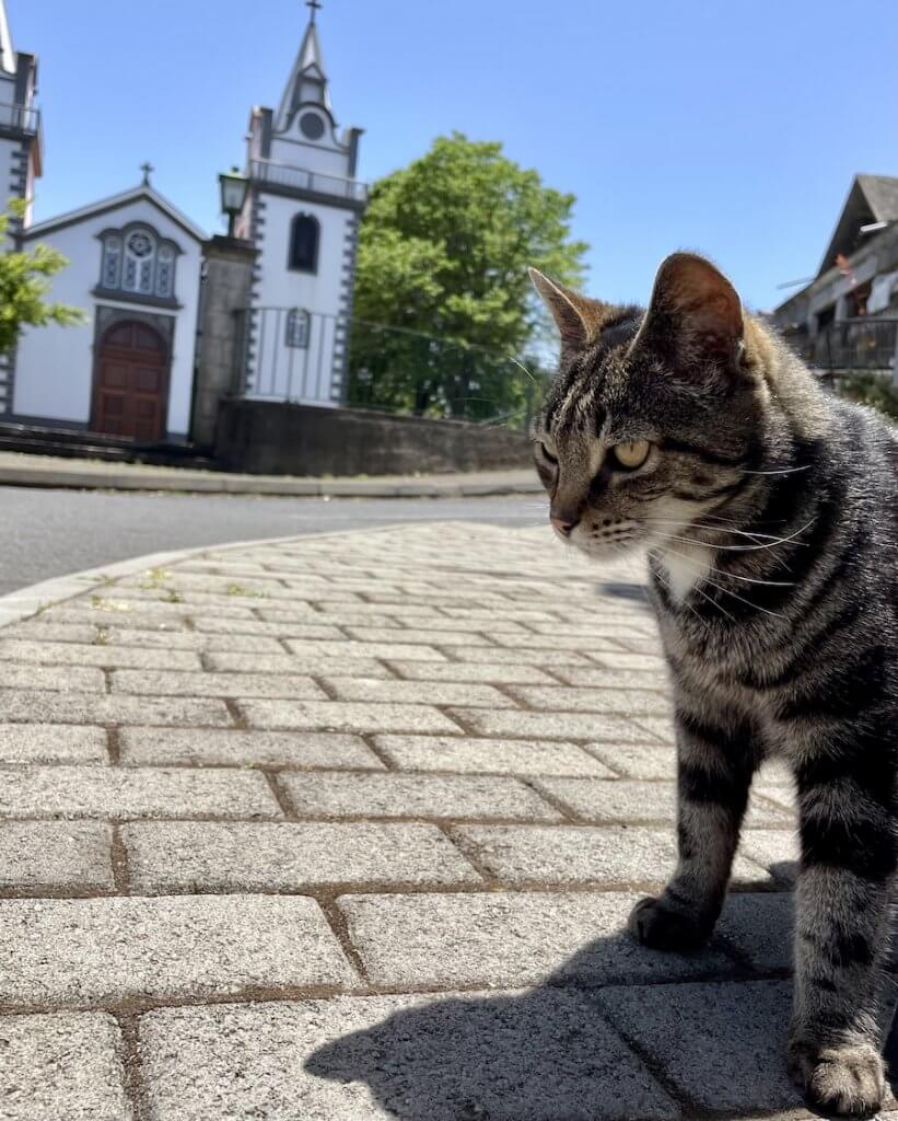 gato na igreja dos prazeres